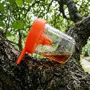 frelon sur arbre.webp